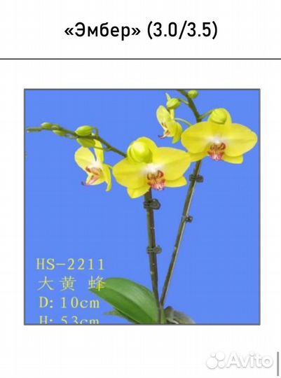 Азиатские орхидеи арома, Биглипы 2,8 3,0 3,5 мох