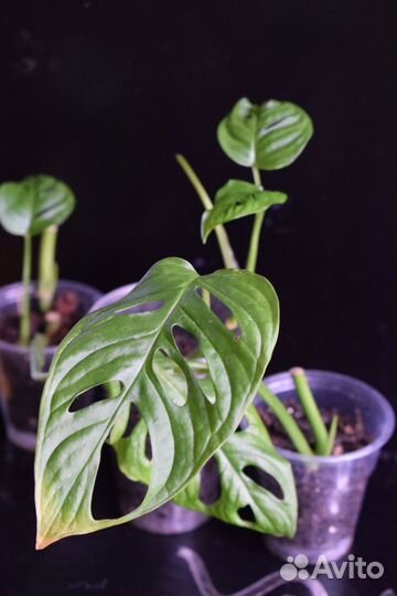 Монстеры Манки, Минима (рафидофора) Сильтепекана