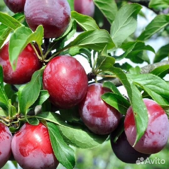 Слива Аленушка