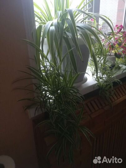 Хлорофитум