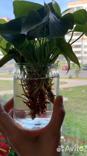 Комнатные цветы антуриум