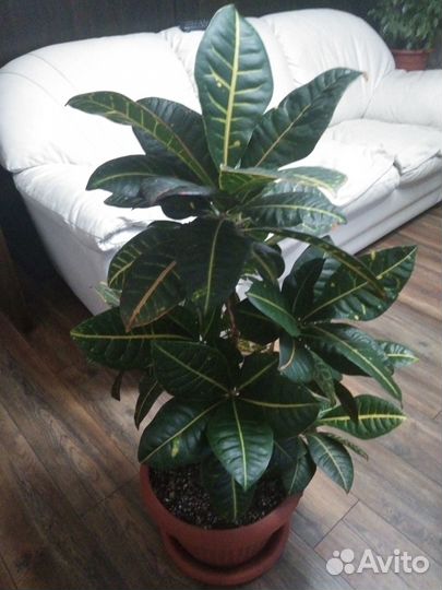 Комнатные растения Кротон Петра, Драцена,Аглаонема