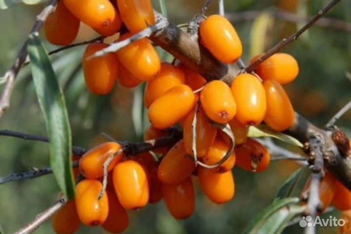 Облепиха саженцы