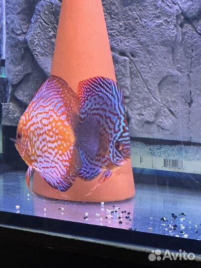 Дискус пара