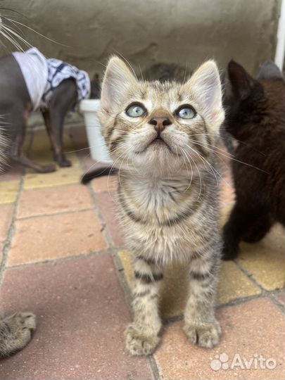 Котята в добрые руки