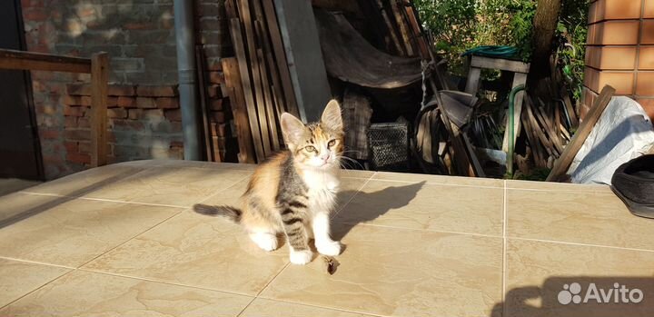 Отдам в хорошие руки бесплатно