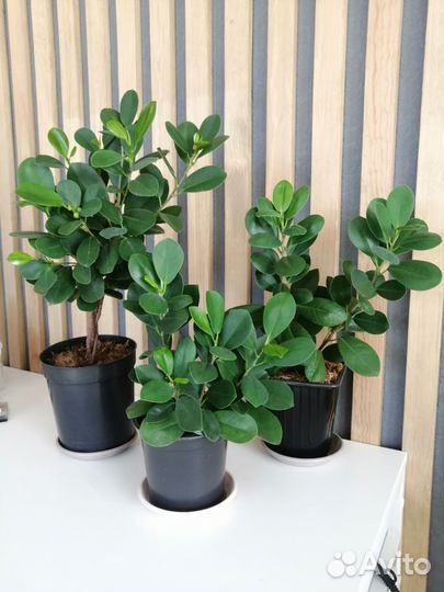 Фикус мокламе