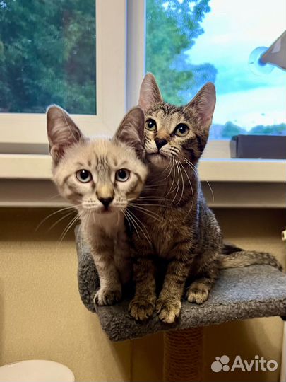 Котята ищут дом