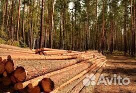 Лес кругляк сосна