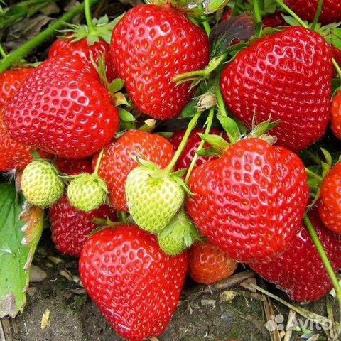 Клубника ремонтантная Королева Елизавета 2