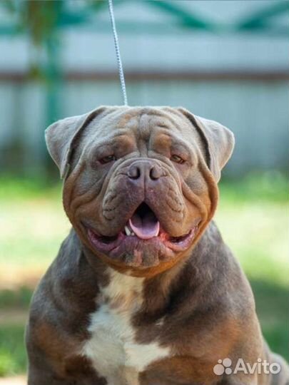 Староанглийский бульдог
