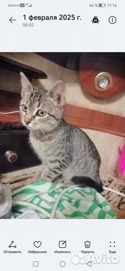 Асенька в добрые ручки