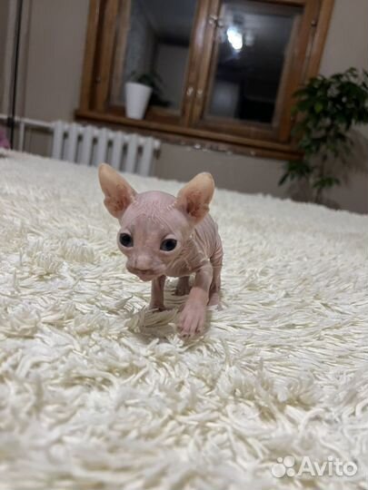 Канадский сфинкс