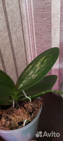 Орхидея фаленопсис