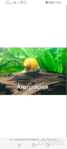 Аквариумные рыбки, креветки, улитки