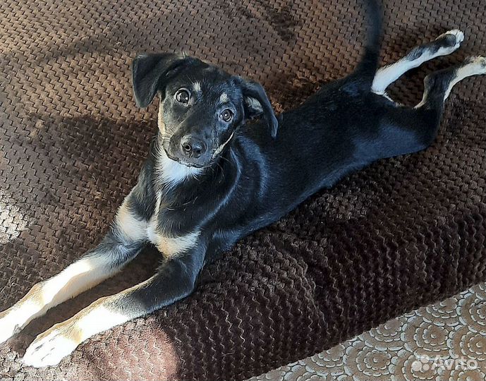 Привитая, стерильная Ася - щенок-девочка 9 мес