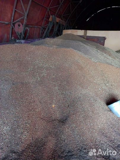 Зерно пшеница ячмень