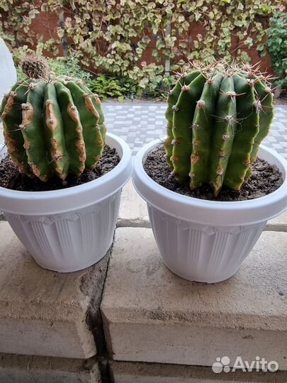 Кактусы и суккуленты