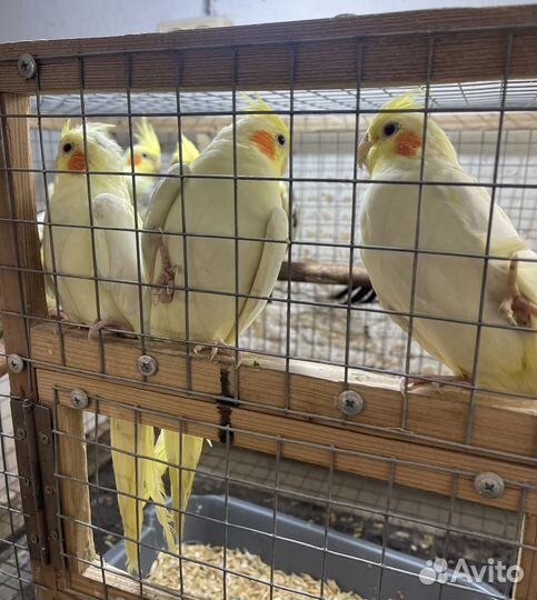 Попугаи корелла