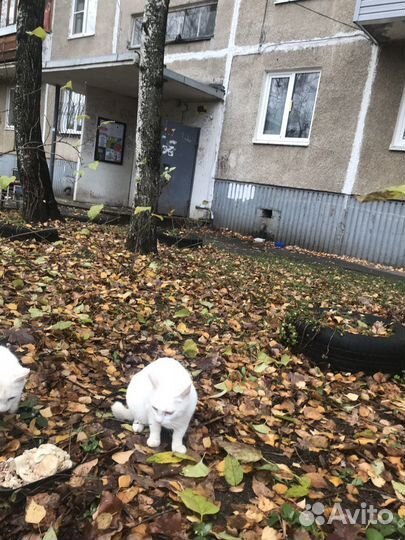 Спасите бездомных Очень ждут своего человека