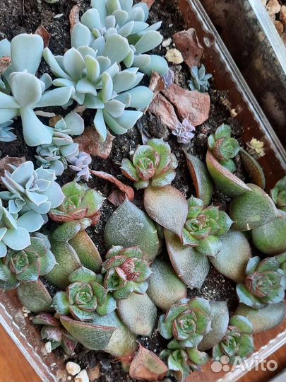 Суккуленты