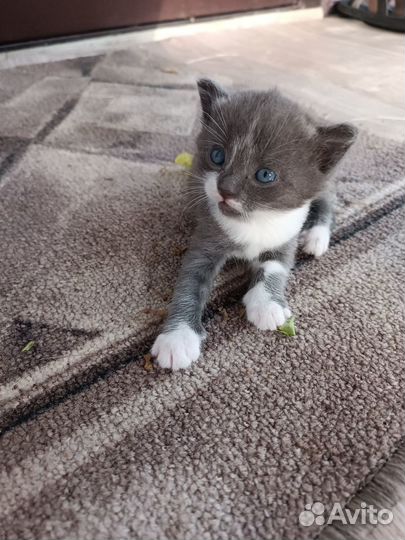 Продам котят