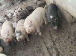 Свинки ветнамские