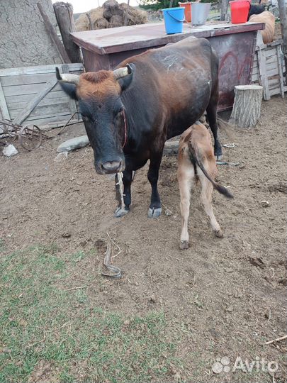 Корова дойная с теленком