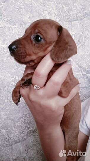 Продам щенка таксы