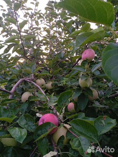 Для сада и огорода