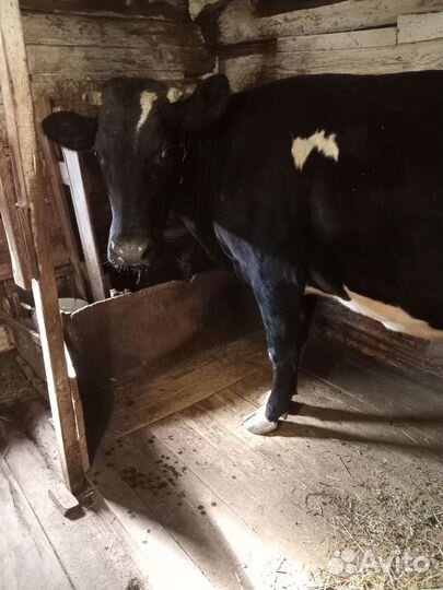Корова дойная