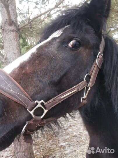 Навоз конский в мешках