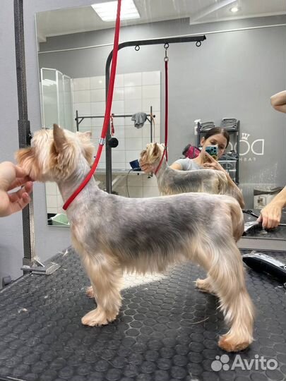 Услуги грумера