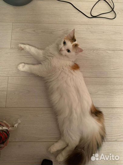 Кошка пушистая