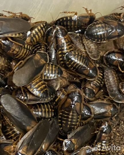 Аргентинский таракан (Blaptica Dubia)