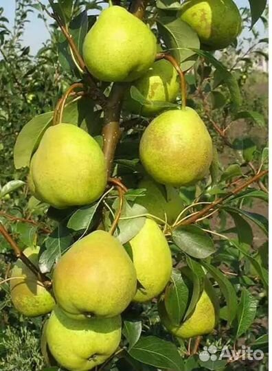 Саженцы Груша колоновидная Сапфира