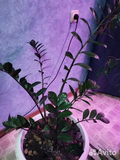 Замиокулькас