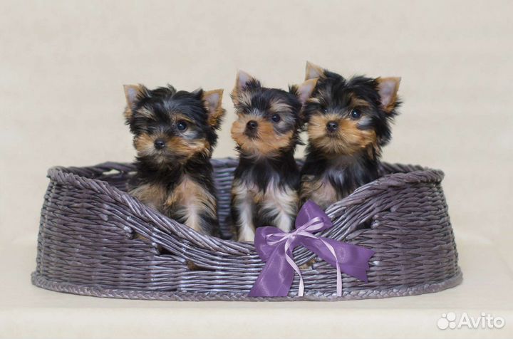 Йоркширский терьер щенки