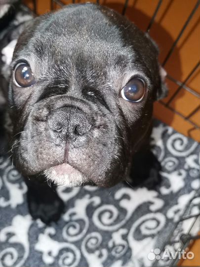 Собаки щенки