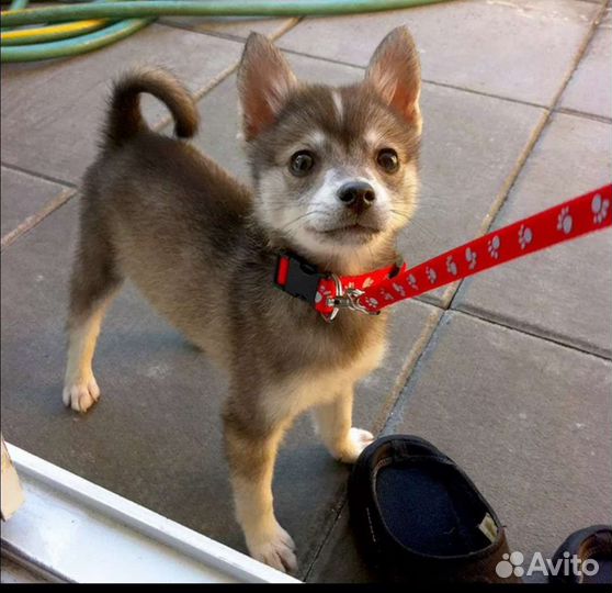 Выгул собак