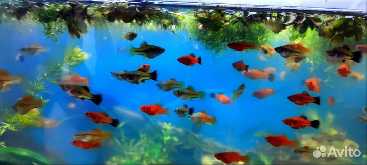 Меченосцы красные и берлинские, макробрахиумы