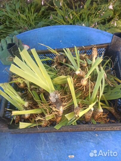 Ирисы карликовые