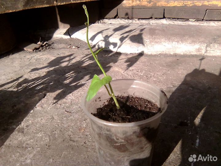 Рассада батат