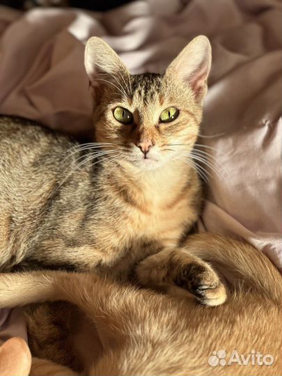 Ласковая зеленоглазая красотка 1 год