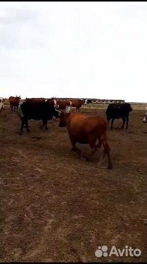 Крупно рогатый скот