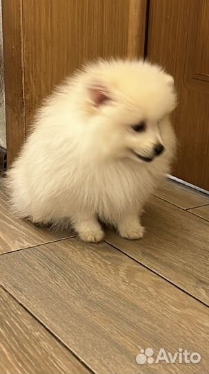 Щенки малого немецкого шпица из питомника