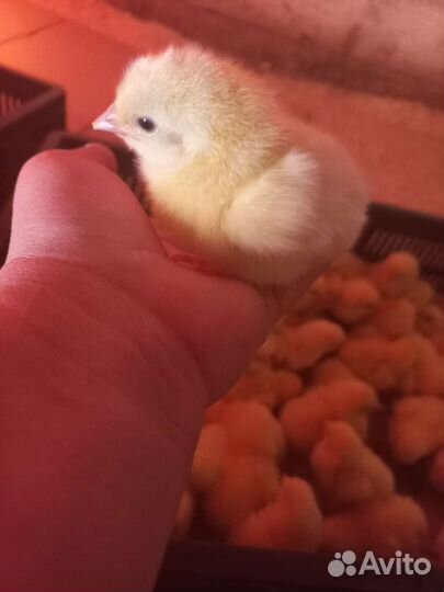 Цыплята бройлеры сут, индюшата биг 6