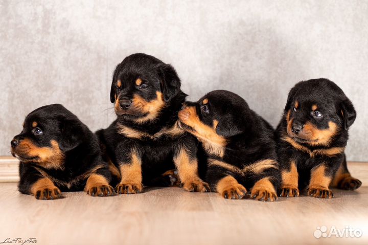 Щенки ротвейлера