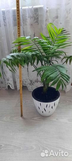 Пальма Хамедорея