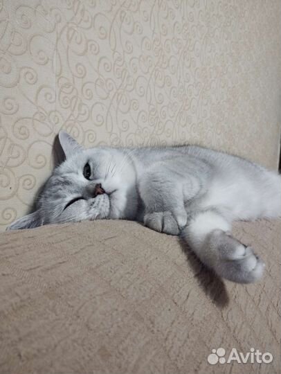 Передержка кошечек